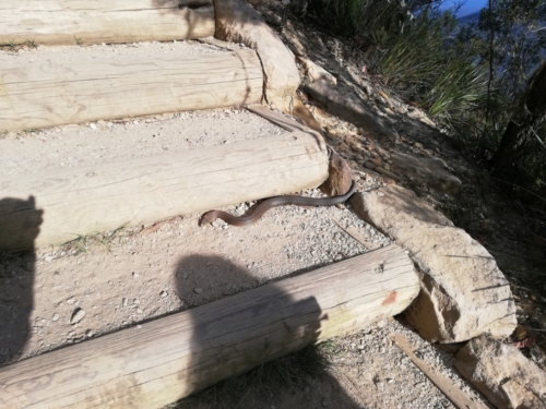 Pravděpodobně king brown snake