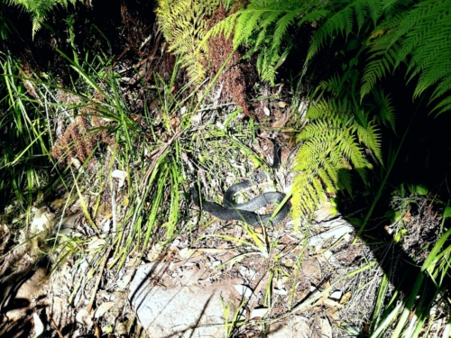 Red-bellied black snake
