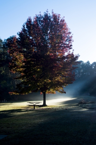 Ranní park