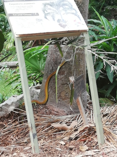 I ve městě lze zahlédnout hada (pravděpodobně Golder Tree Snake)