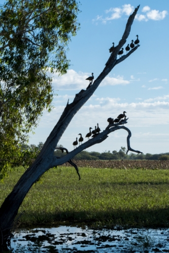 Birds