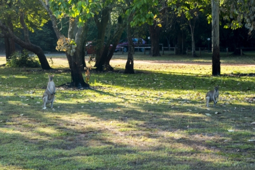 Wallaby