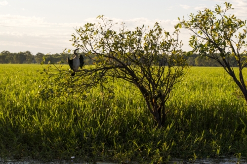 Anhinga americká