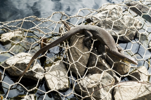 Mertens' water monitor