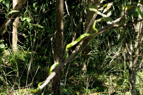 arboreal ratsnake