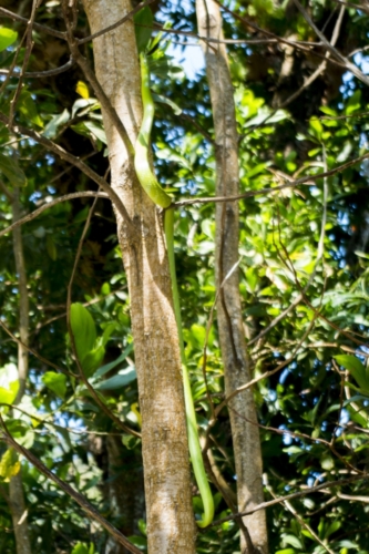 arboreal ratsnake