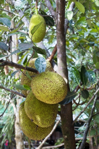 Jak roste jackfruit....